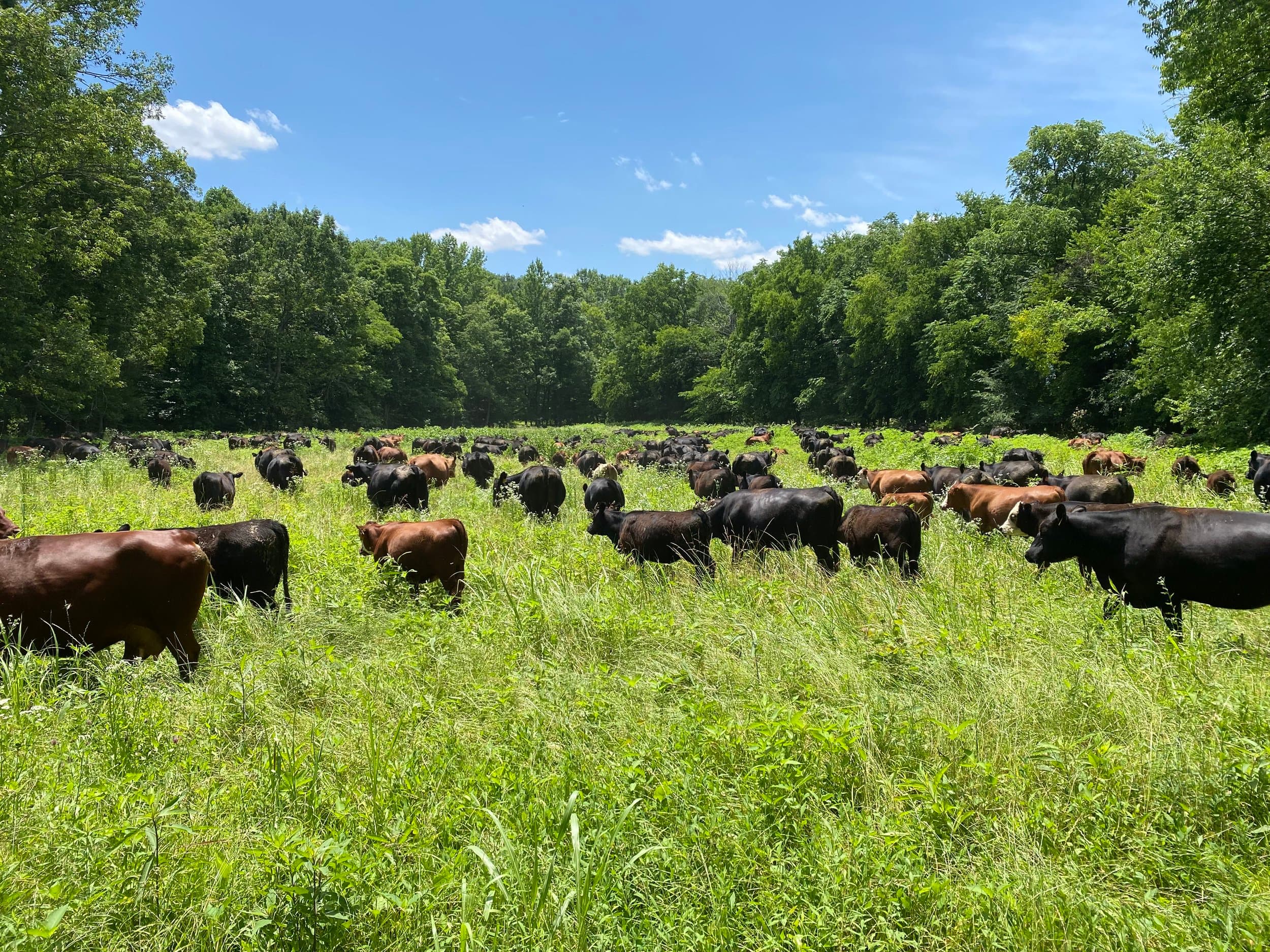 Cattle grazing in a lush green pasture