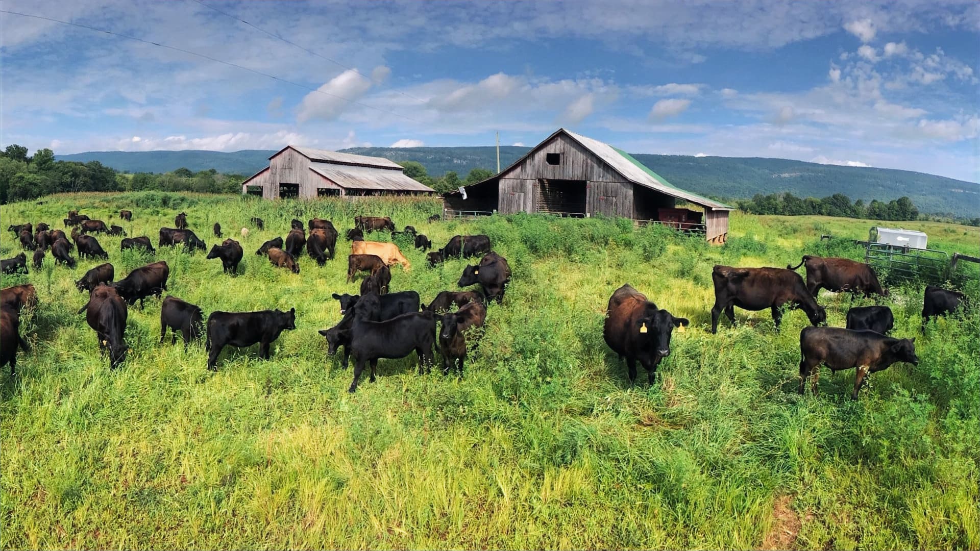 Cattle herd grazing in front of the barn at Manderley Farms