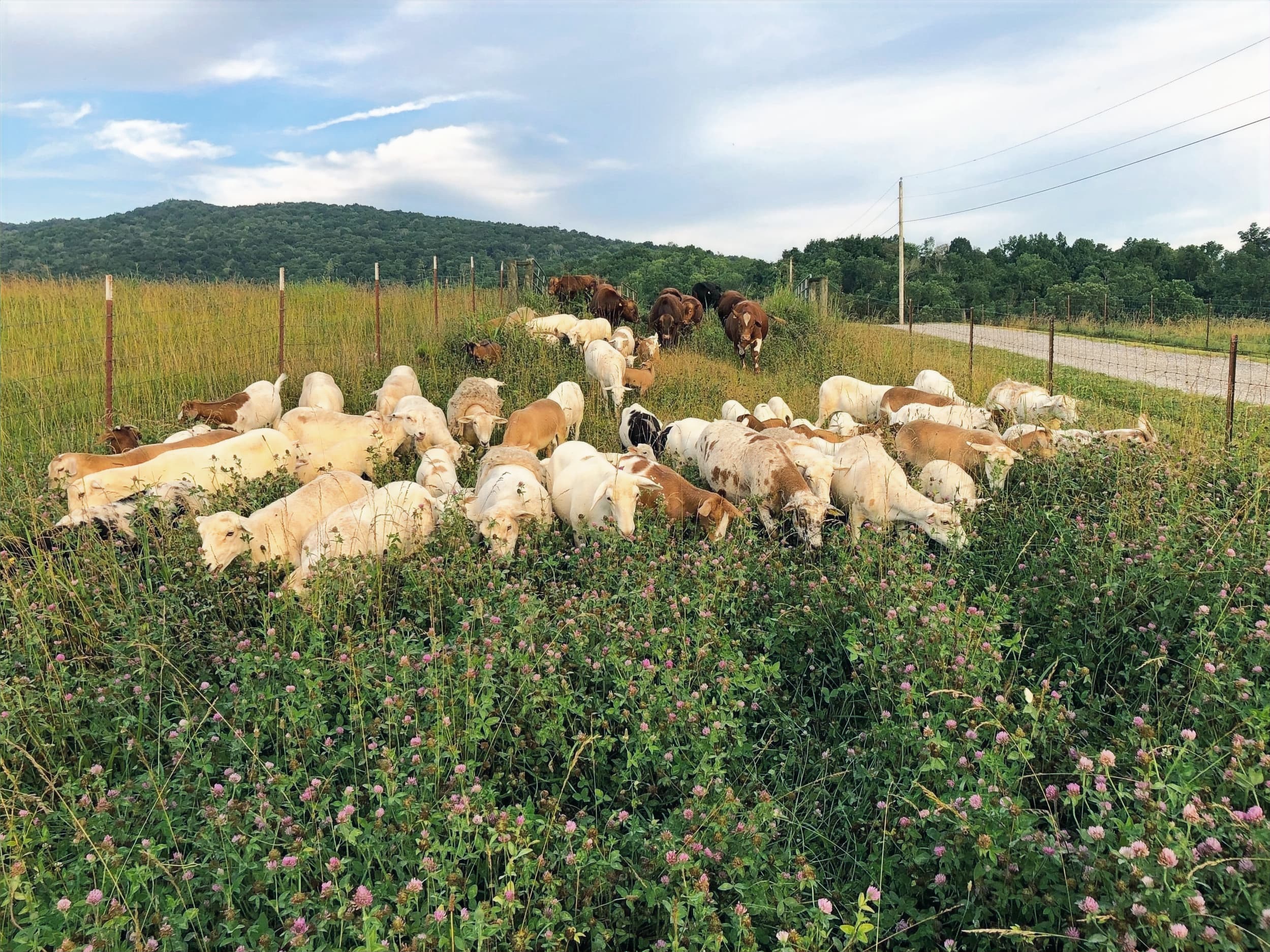 Sheep flock grazing in a clover field along a fence line at Manderley Farms
